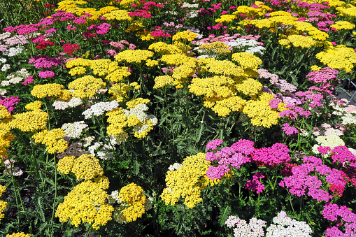 Achillea flowers in different colors