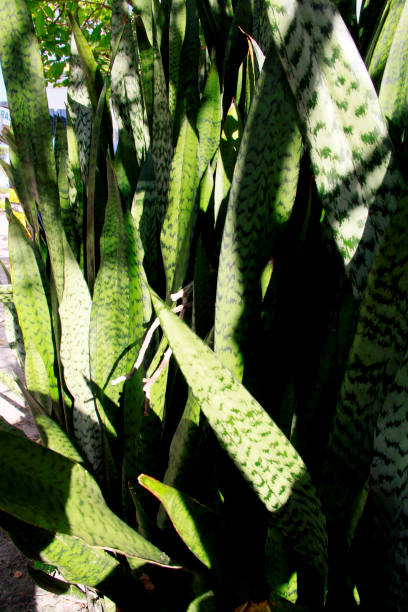 istock sword plant of sao jorge 1216363861