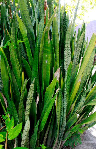 istock sword plant of sao jorge 1216363862
