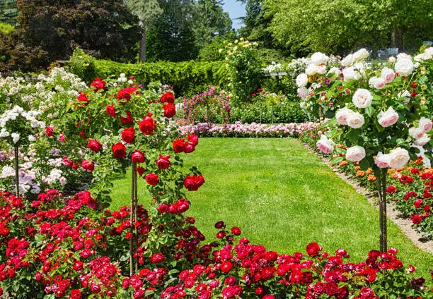 Blooming roses flowerbed is on flower Island Mainau in Lake Constance, Germany.