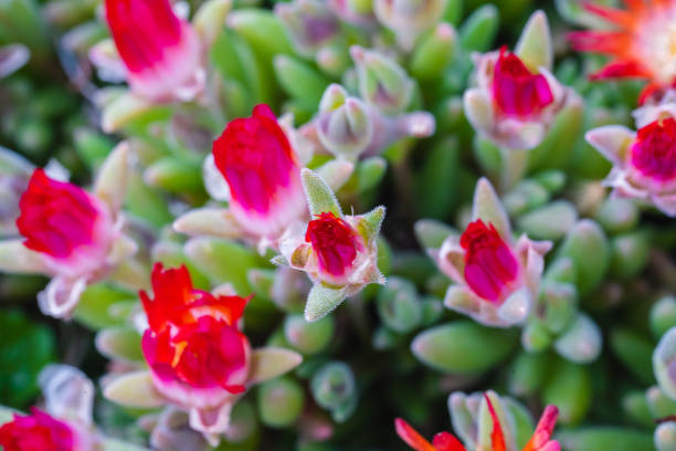 istock Lampranthus with its orange blossoms closed 1216364956