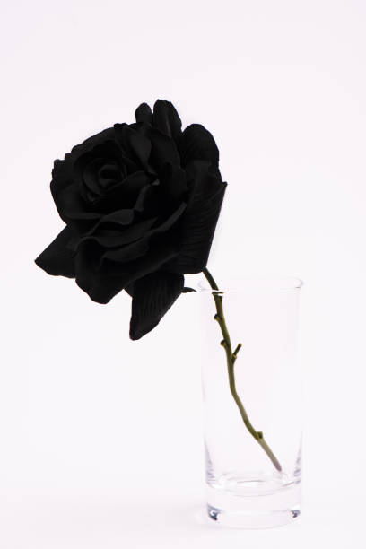 istock black blooming rose in glass isolated on white 1216366078