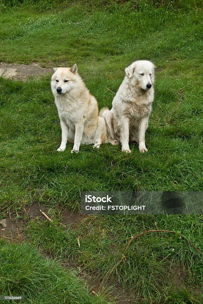 Dogs in he garden Dogs in the garden Animal Stock Photo