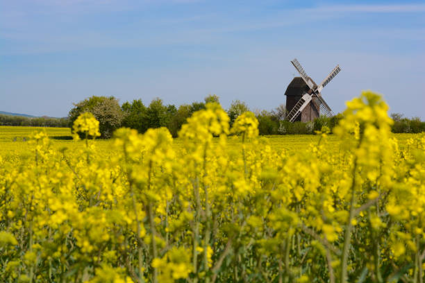 istock View through a yellow flowering rapeseed field on an old, restored buck windmill 1216367789