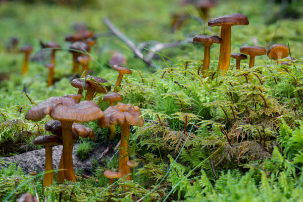 feche acima de chanterelles funil crescendo em musgo verde - yellowfoot - fotografias e filmes do acervo