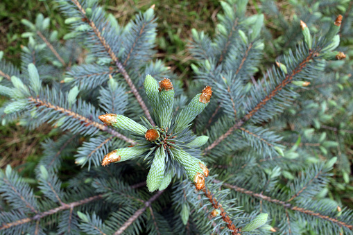 Pine tips. Evergreen tree with young tips.