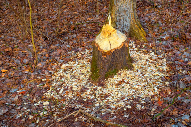 istock Tree trunks undercut by Eurasian beavers in mixed European forest thicket and wetlands at the Czarna river nature reserve in Mazovia region of Poland in early spring season 1216371739