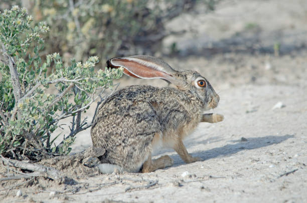 istock Cape hare holds up paw in Etosha National Park 1216372920
