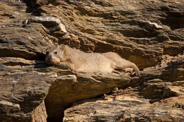 Dassie (rock hyrax) stretches out in the sun, Namibia Dassie (rock hyrax) stretches out in the sun, Namibia hyrax stock pictures, royalty-free photos & images