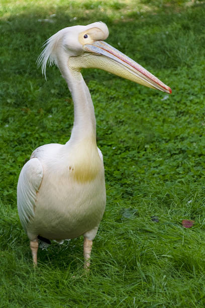 istock Pelican  on the lawn 1216373441