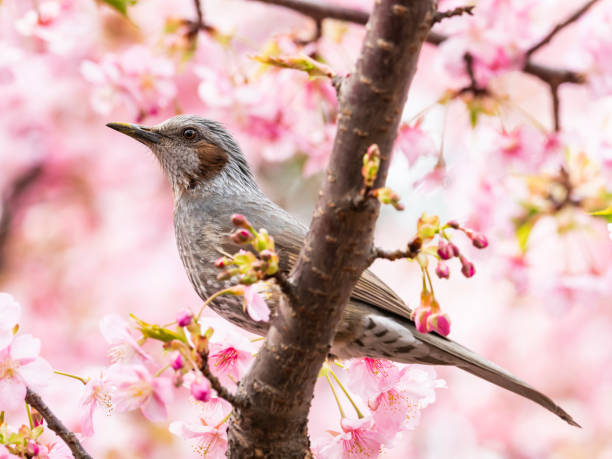 istock Cherry blossoms and Brown-eared Bulbul 1216373776