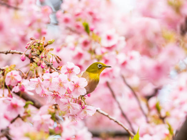 istock Cherry blossoms and japanese white-eye 1216373799