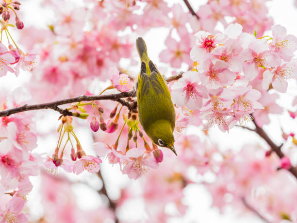 istock Cherry blossoms and japanese white-eye 1216374318
