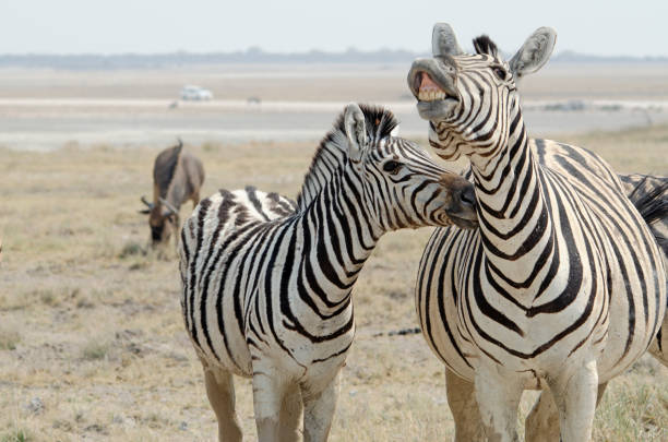 Pair of burchell's zebra interacting, Etosha national park