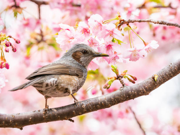 istock Cherry blossoms and Brown-eared Bulbul 1216374340