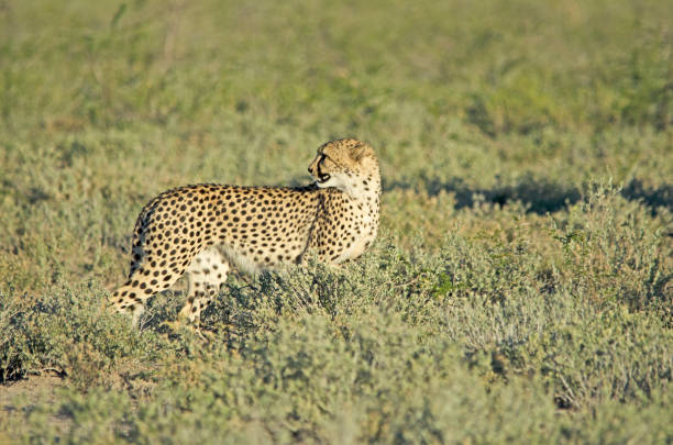 istock Cheetah in tall green grass, Etosha National Park 1216374498