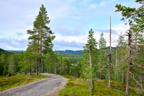 istock Forest landscape in Finland 1216374503
