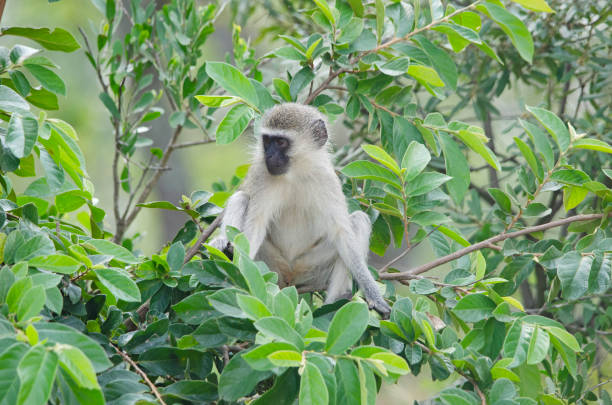 istock Cute baby vervet monkey in tree, northern Namibia 1216374704