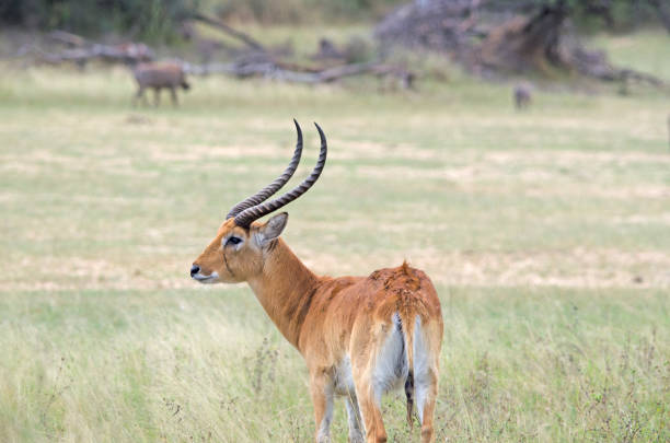 Side view of red lechwe, northern Namibia