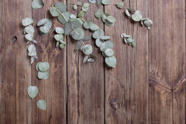 istock eucalyptus on old dark wooden background 1216374902
