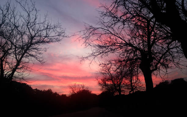 istock Pink sunset over the trees 1216375445