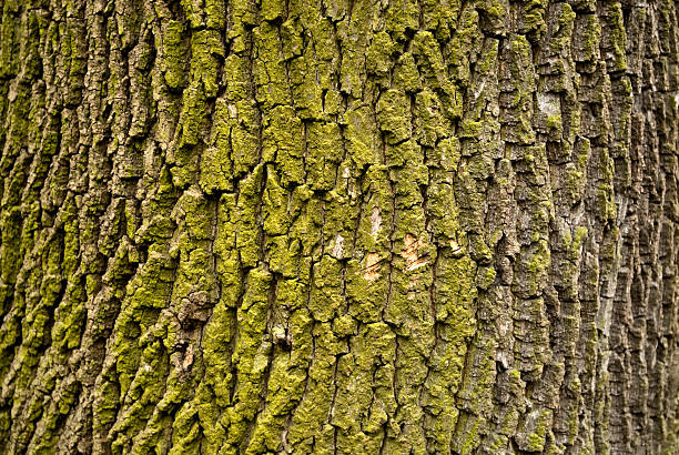 istock Detail of trunk 121637575