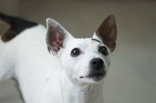 istock Jack Russell terrier dog looking at his owner. Head shot, selective focus 1216377746