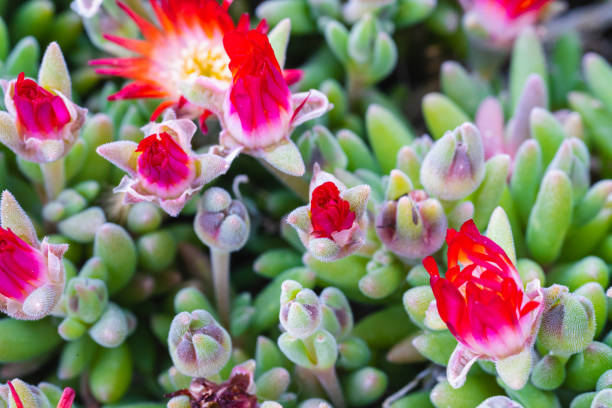 istock Lampranthus with its orange blossoms closed 1216377756