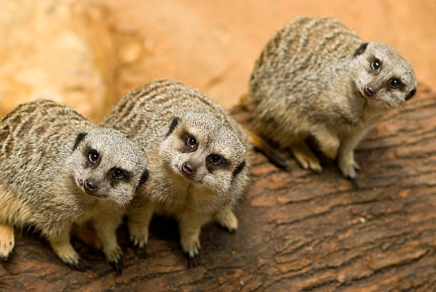 istock Meerkats looking to the camera 121637953
