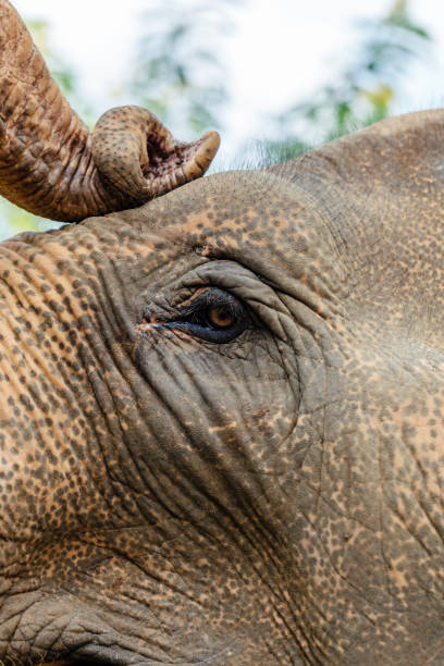 태국 치앙마이에서 아시아 코끼리 클로즈업 - animal close up elephant animal eye 뉴스 사진 이미지