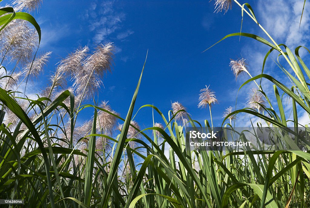 Caña de azúcar cerezos en flor - Foto de stock de Caña de azúcar libre de derechos