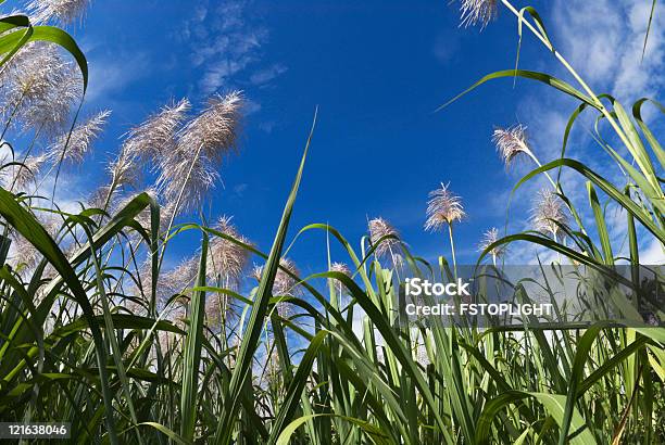 Caña De Azúcar Cerezos En Flor Foto de stock y más banco de imágenes de Caña de azúcar - Caña de azúcar, Flor, Agricultura