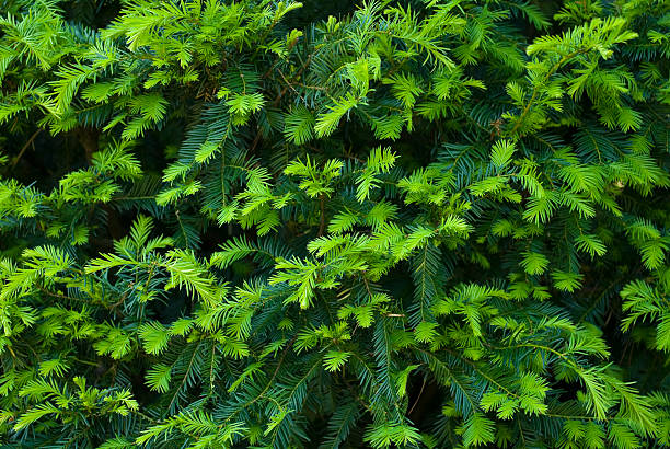 detail of pine tree.