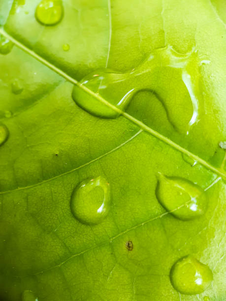 istock Water dotted on the green leaves. 1216382350