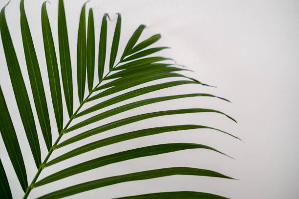 istock Green leaf of areca palm, close-up 1216382533