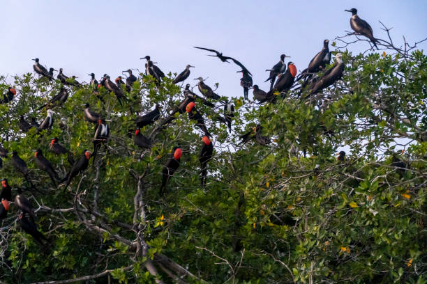 istock Seabirds fly over their nests 1216382563