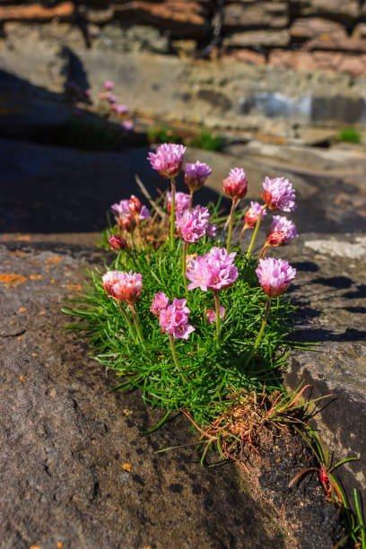 Photo of Blooming Thrift flowers in a rock crevice