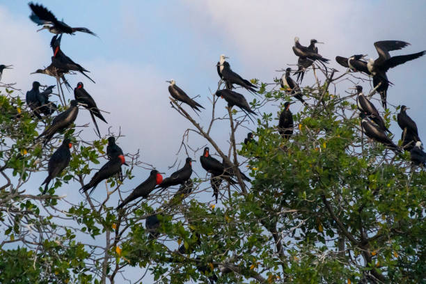 istock Perched sea birds close to their nests 1216382718