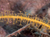 octocoral.jpg?b=1&s=170x170&k=20&c=JJOpcGY6bG-s5JXHFyHcQyKNMKK-YT4uRlksZHSCcAQ=
