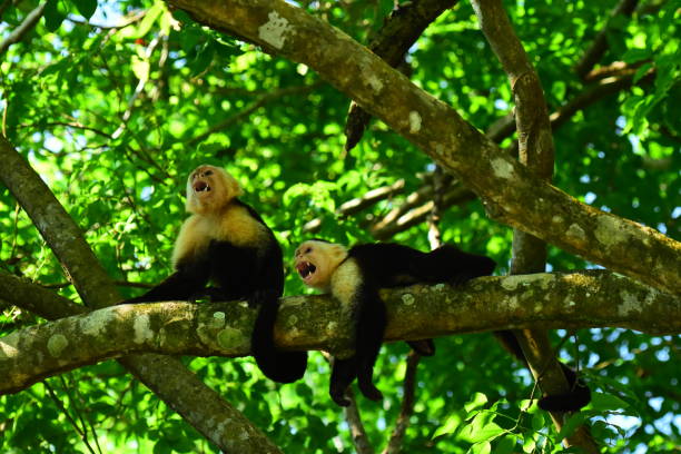 istock Panamanian white-faced capuchin, one sitting and one laying on branch 1216384193