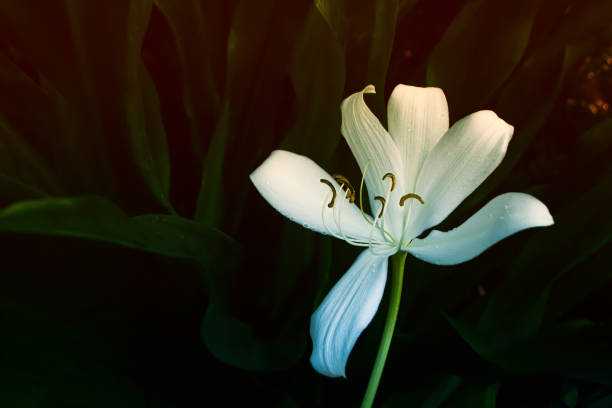 istock big white flower blooming and green leaves background 1216384400