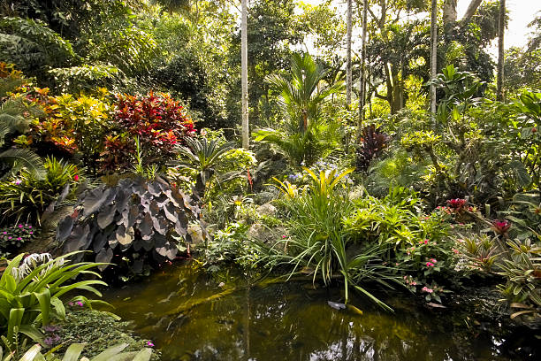 istock Beautiful tropical garden 121638491