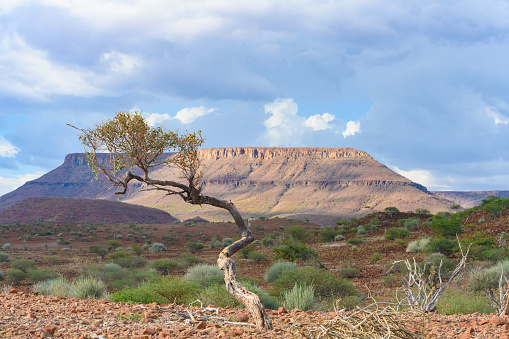 This is  a color photograph of the arid Namibia landscape with trees and mountains on a overcast autumn day in Africa.