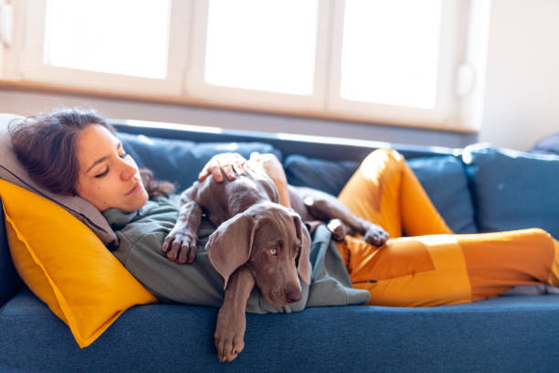 istock Weimaraner puppy lying on its owner on the sofa 1216385784