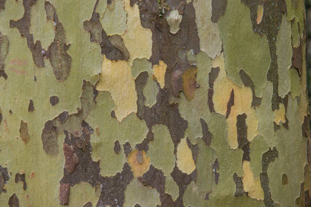 Photo of Old beech tree bark natural texture stock photo