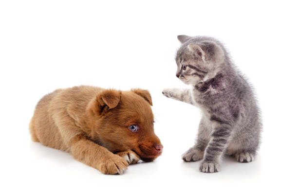 istock Red dog with a kitten. 1216386331