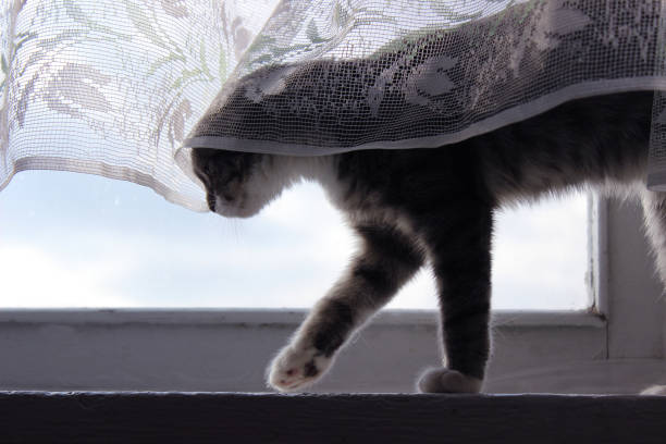 istock Scottish Fold on the window sill, a small grey cat is on the windowsill 1216386537