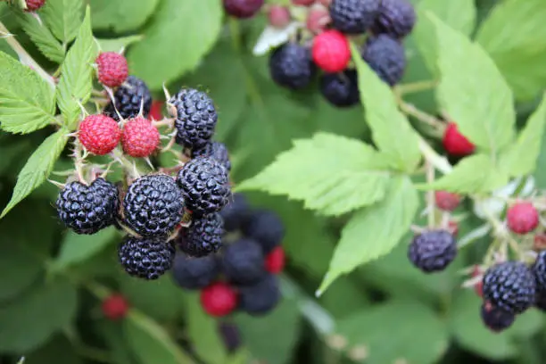 Ripe black raspberries grow on a branch in the garden, the summer fruit