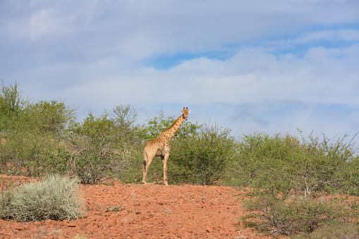 This is a color photograph of giraffe in the arid Namibia landscape in Africa.