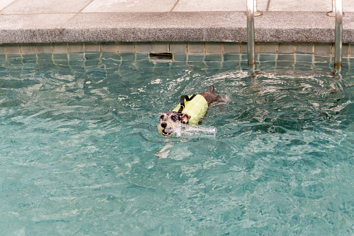 Trained canines cooling down and playing in a dog swimming pool